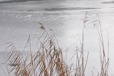 Peat bog. L'Herretang, Saint-Joseph de Rivière  