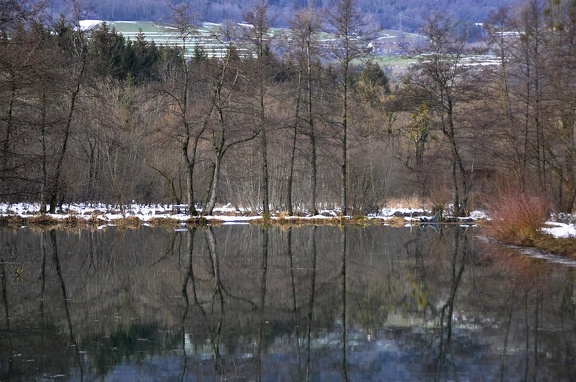 Peat bog. L'Herretang, Saint-Joseph de Rivière  