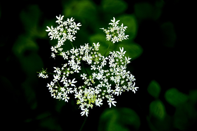 Fleurs et plantes