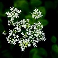 Fleurs et plantes