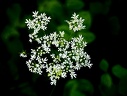 Flowers and plants  