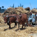 Threshing (Fayoum) 