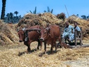 Battage du blé (Fayoum)
