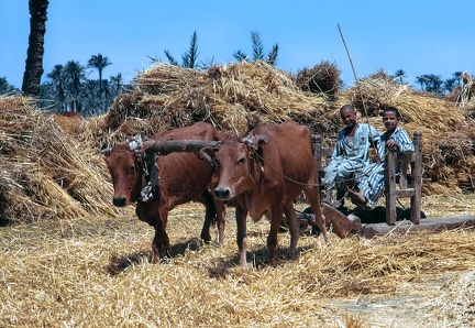 Battage du blé (Fayoum)