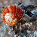 Snail 