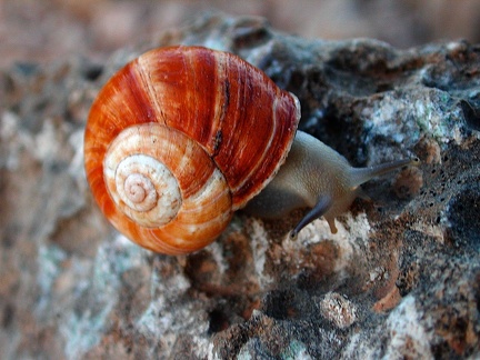 Snail 