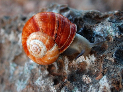 Caracol