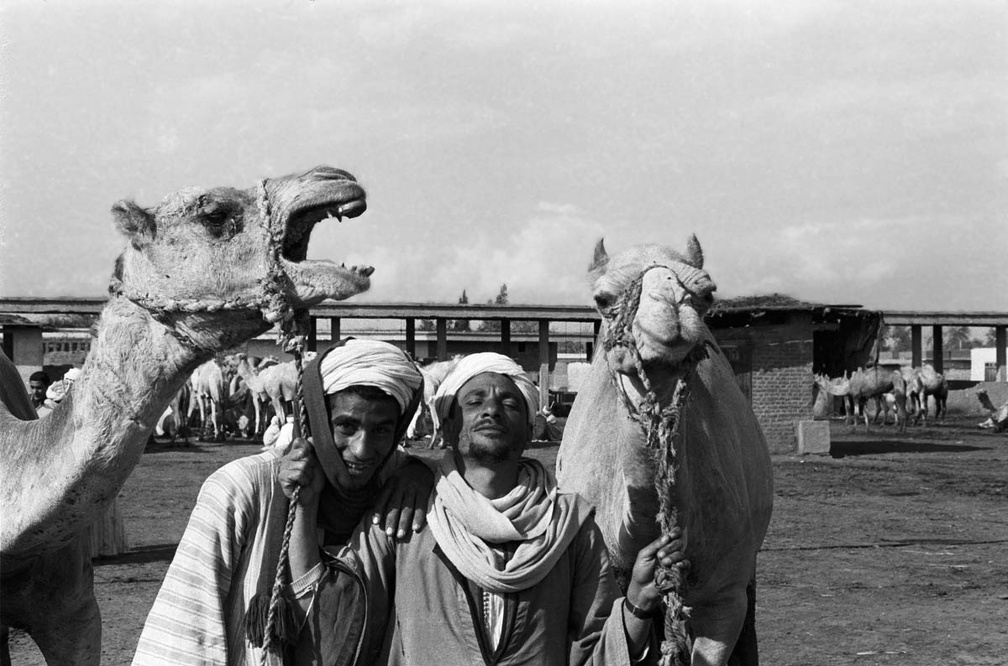 Camel market. Embaba, 1972  