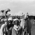 Marché aux chameaux. Embaba, 1972 