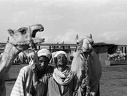 Camel market. Embaba, 1972  