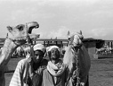 Marché aux chameaux. Embaba, 1972 