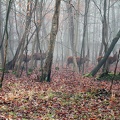 Chantilly forest 