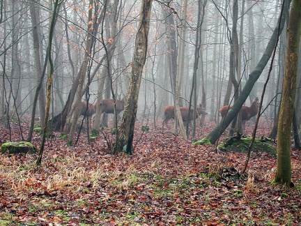 Chantilly forest 