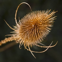 Fleurs et plantes