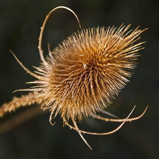 Fuller's teasel