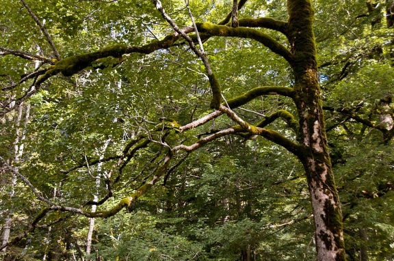 Near the Monastery of the Grande Chartreuse 