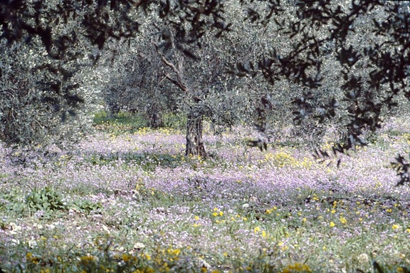 Plaine de la Ghouta