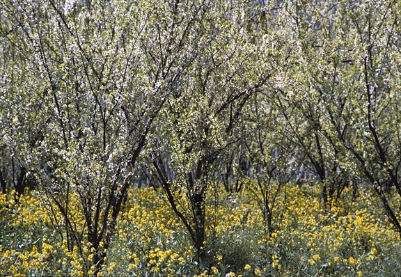 Plaine de la Ghouta