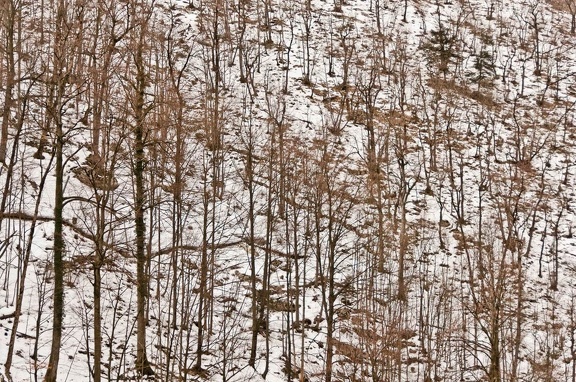 Forêt en Chartreuse