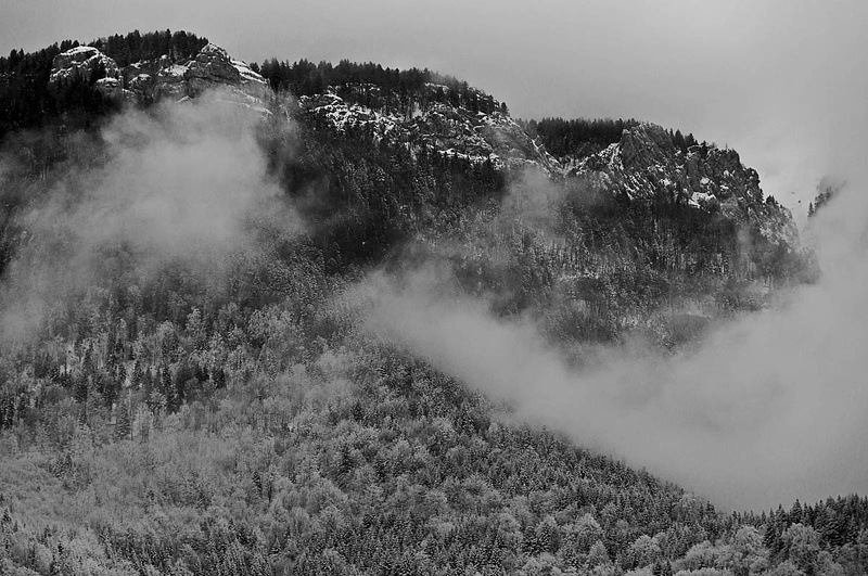 Forêt en Chartreuse