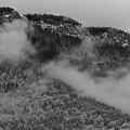 Forêt en Chartreuse