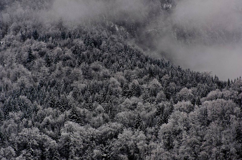 Forêt en Chartreuse