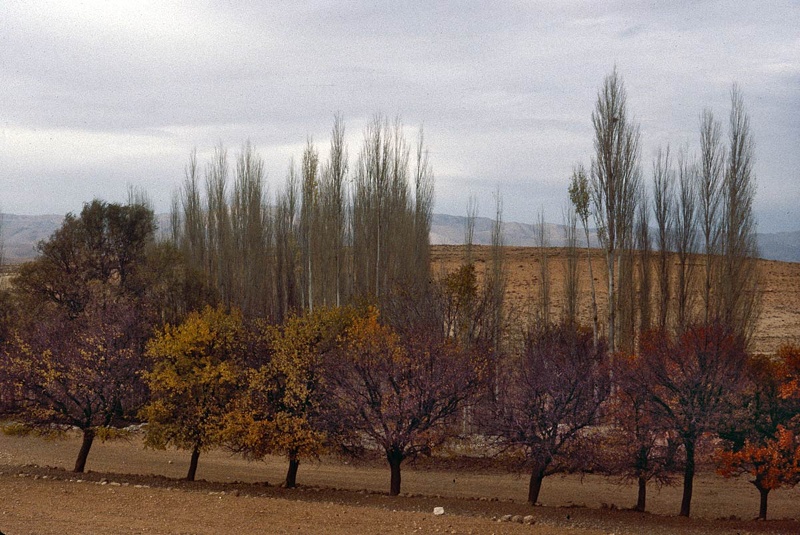 Région de Rankous