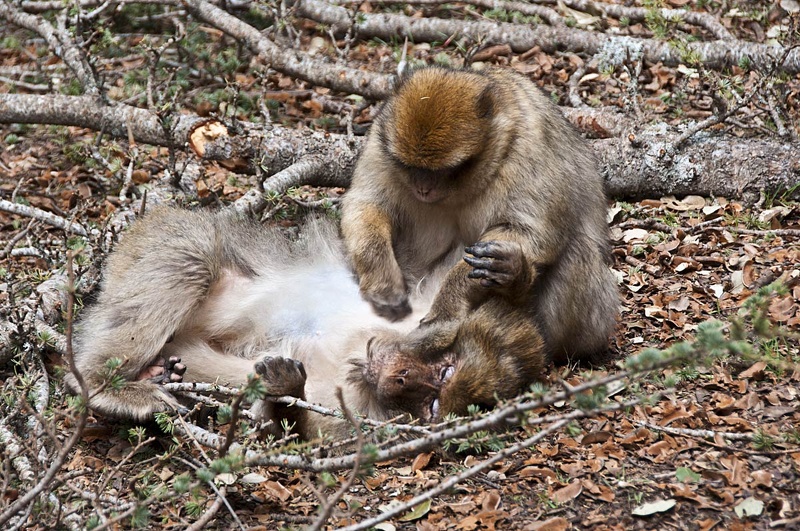 Singes dans la forêt de cèdres, près d'Azrou