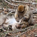 Singes dans la forêt de cèdres, près d'Azrou