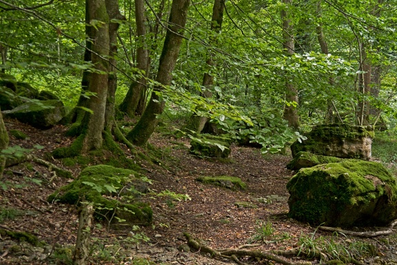 Forêt en Chartreuse