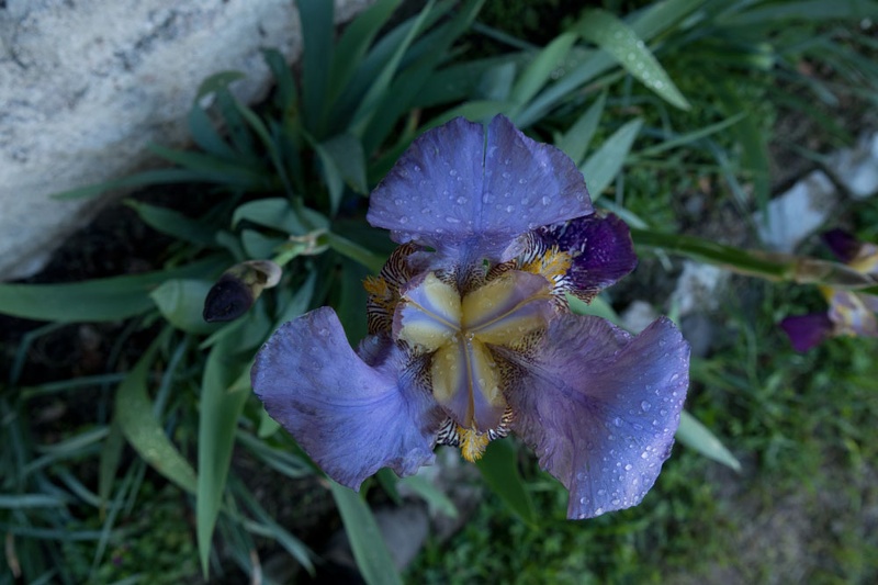 Iris