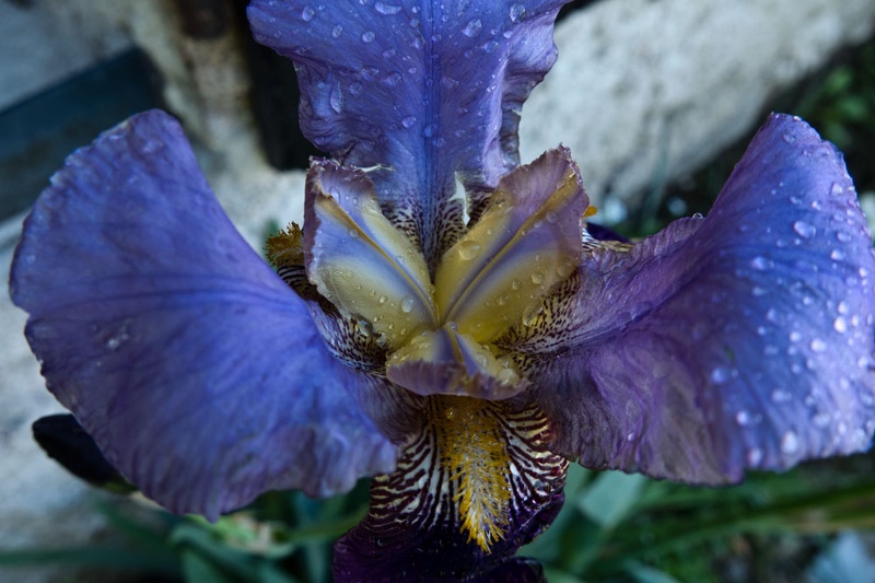 Iris