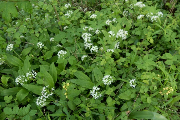 Ail des ours