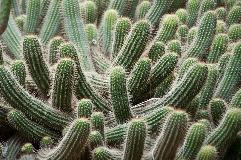 Jardin Majorelle