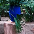 Jardin Majorelle