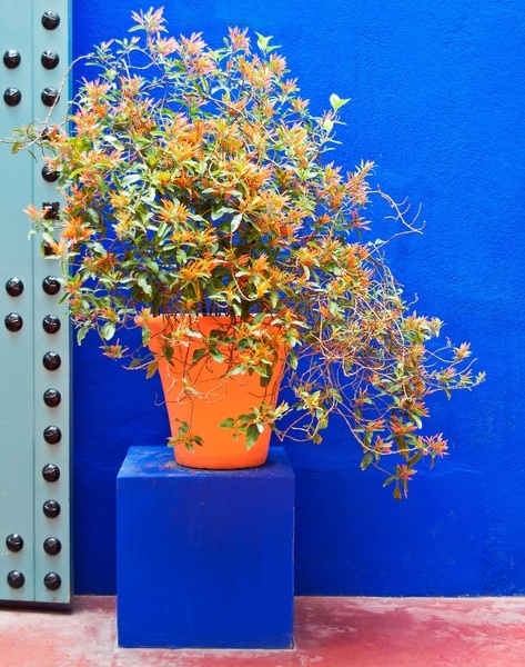 Jardin Majorelle