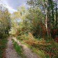 Automne en Chartreuse