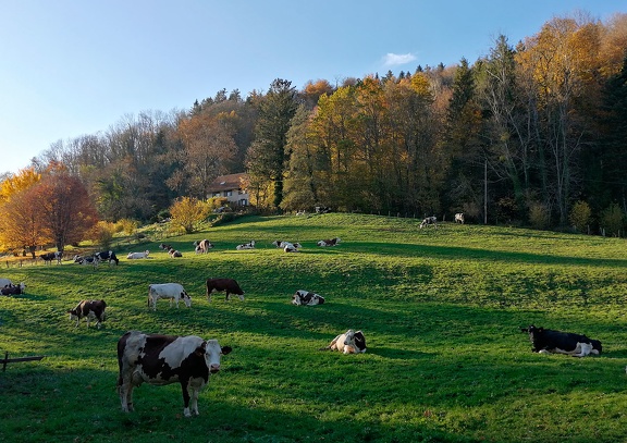 Automne en Chartreuse