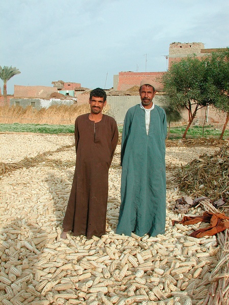 Paysans, Fayoum, 2003