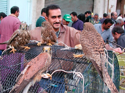 Marché aux oiseaux, Alexandrie, 2004