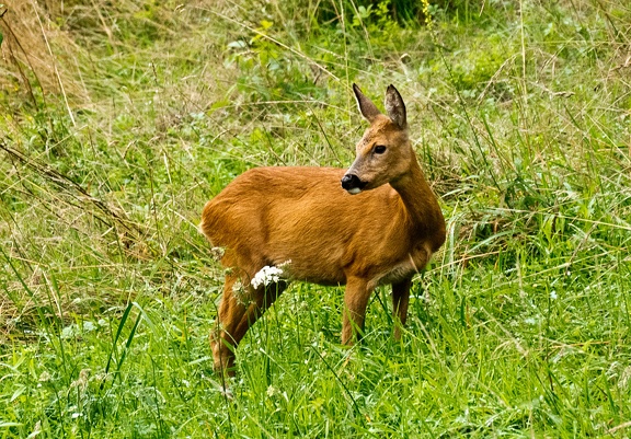 Chevrette en Chartreuse